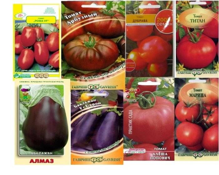 Описание сорта томата алеша попович — как поднять урожайность