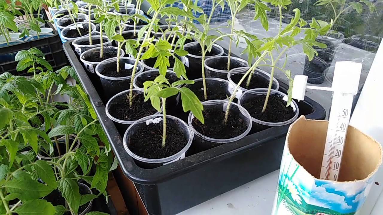 Выращивание рассады томатов в пеленках – без земли, с землей, пикировка, видео