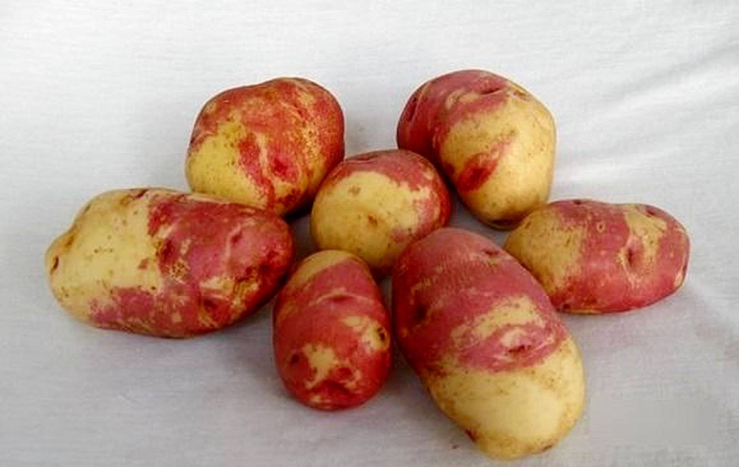 Сорт картофеля иван да марья: фото, отзывы, описание, характеристики.