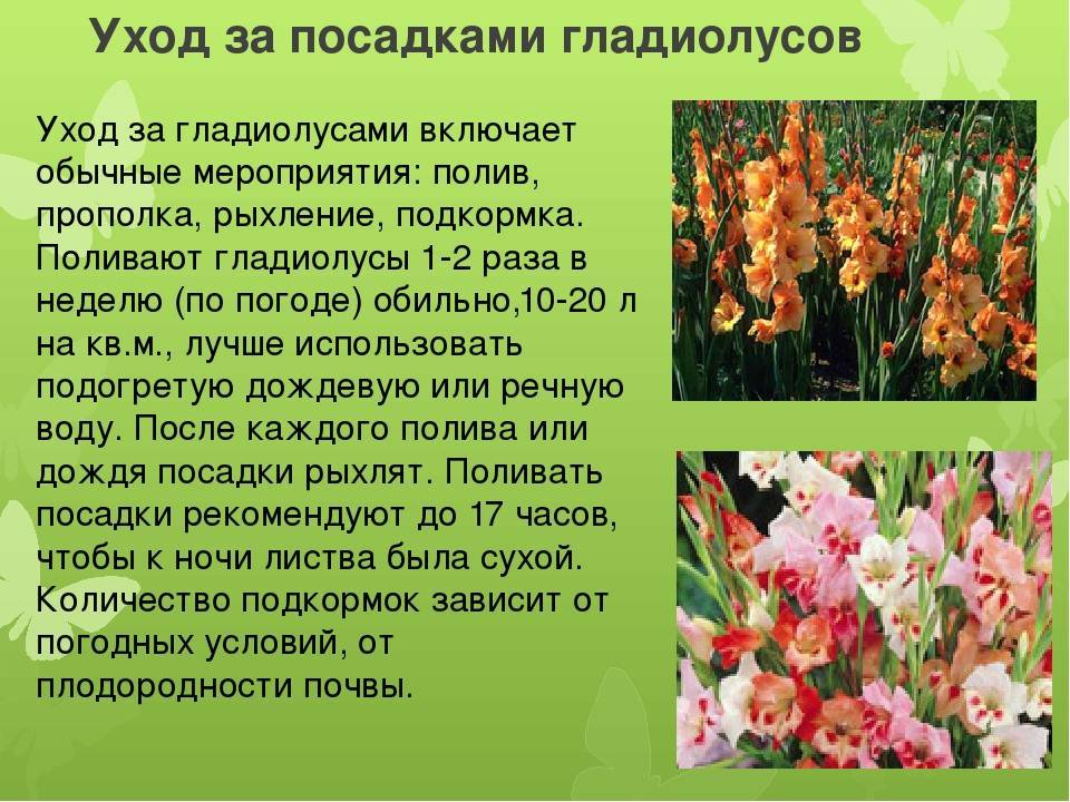 Гладиолусы — посадка и уход в открытом грунте, лучшие сорта, размножение цветка и болезни