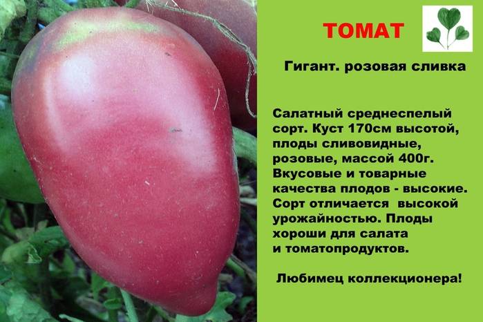 Идеальный сорт для начинающих — томат «крупная сливка»