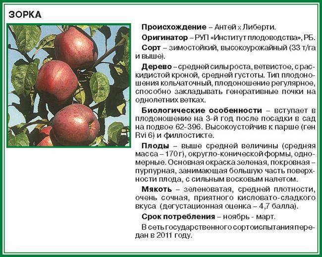 Описание и характеристика яблони сорта макинтош, посадка и уход