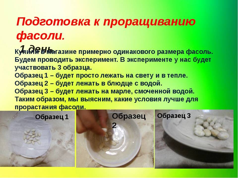 Ростки пророщенной фасоли: польза и вред, как правильно готовить