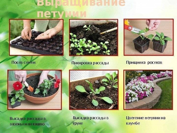 Схема высадки астр в грунт