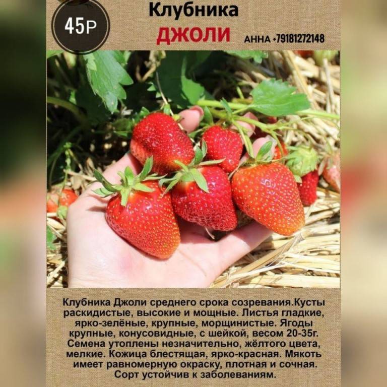 Клубника «купчиха» описание сорта: агротехника выращивания, ухода и посадки ягоды в открытом грунте (фото)