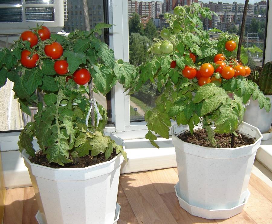 Помидоры балконное чудо выращивание дома: плюсы и минусы
