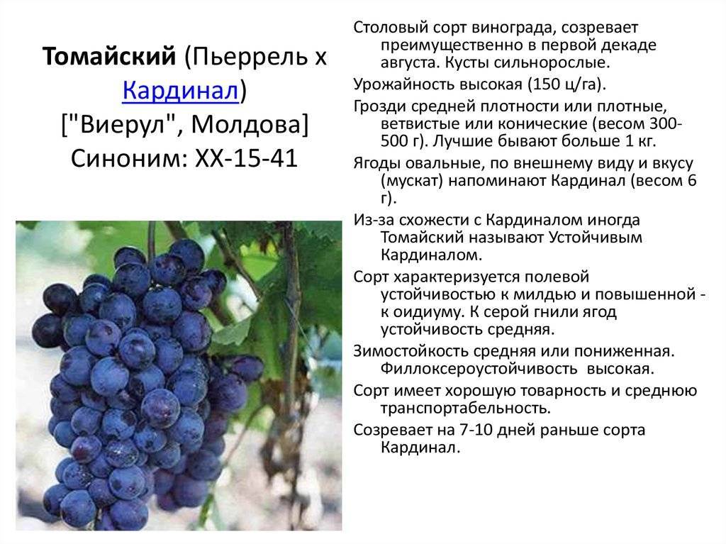 Виноград тимур – описание сорта, уход, фото