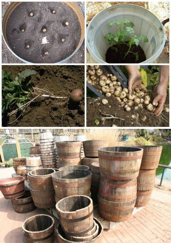 Выращивание картофеля в бочке: описание технологии, плюсы и минусы
