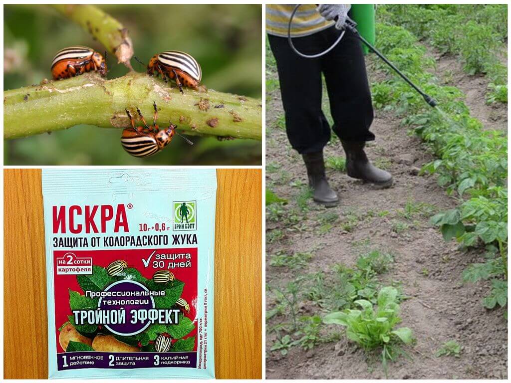 Деготь от колорадского жука - как разводить и применять для сада и огорода