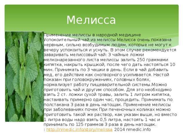 Мята и мелисса - что это такое и отличия - premudrosty.ru