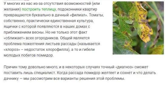 У огурцов желтеют листья в теплице и открытом грунте: почему и что делать