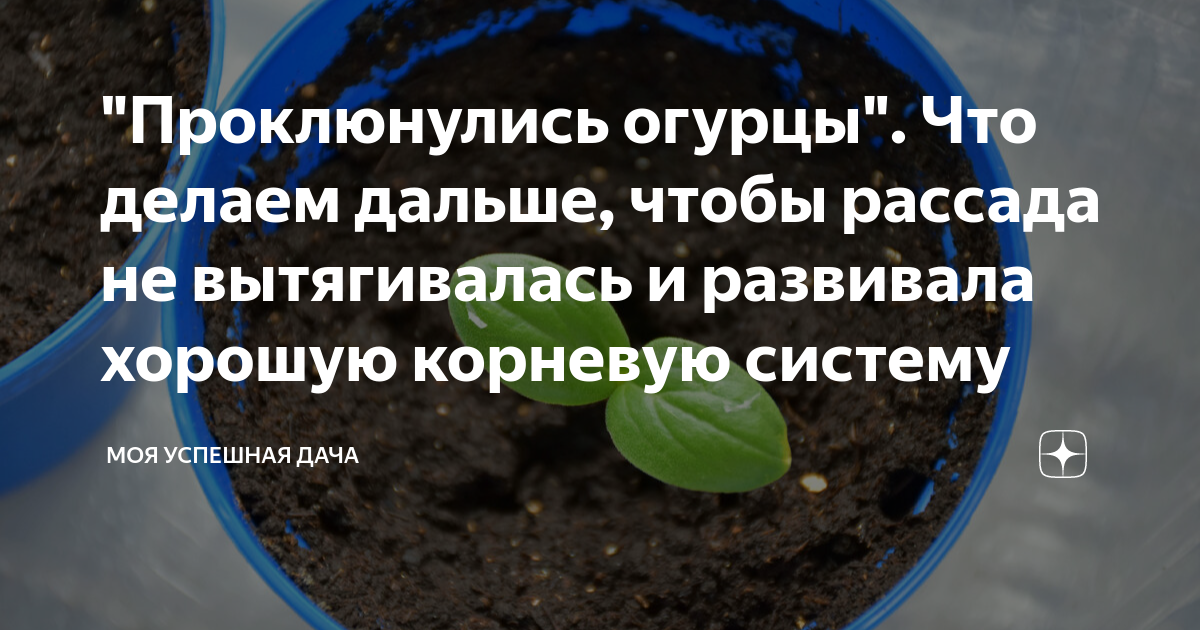 Что делать, если сильно вытянулась рассада огурцов и как ее вырастить, чтобы она была крепкой?