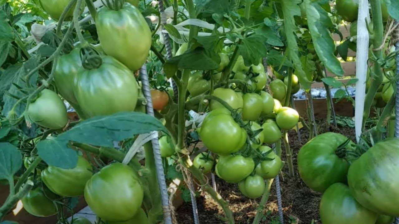 Самые урожайные сорта томатов для беларуси