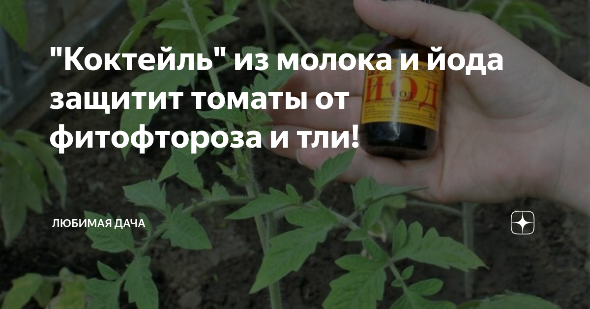 Подкормка томатов молоком с йодом. Йод от фитофторы на помидорах. От фитофторы на помидорах молоко и йод. Молоко и йод для помидор опрыскивание. Опрыскивание томатов молоком с йодом.