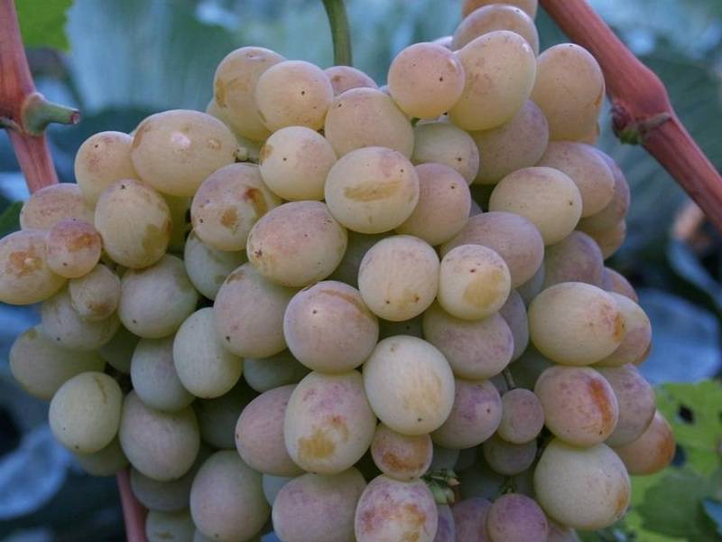 Описание винограда коринка русская: характеристики, фото, отзывы садоводов
