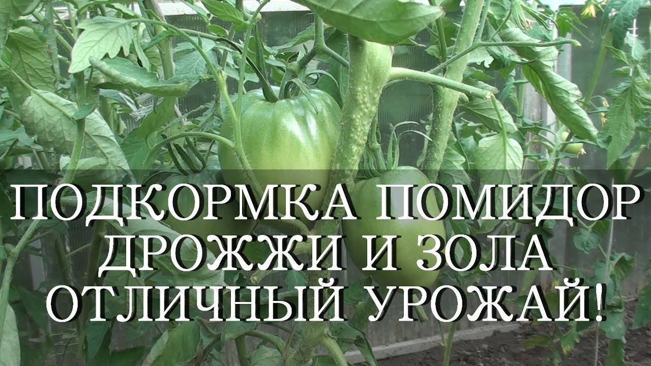 Дрожжевая подкормка томатов: основные секреты