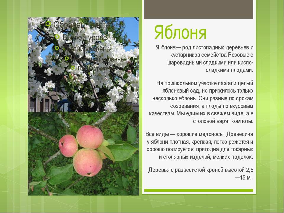 Сорт яблок семеренко: описание, фото, отзывы