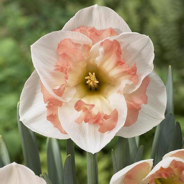 Нарциссы - классика, без которой не обходится ни один сад: сажаем в сентябре