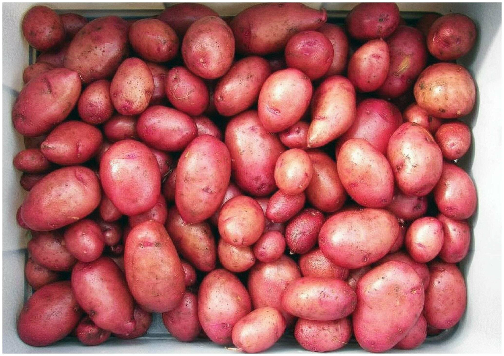 картофель крымская роза фото
