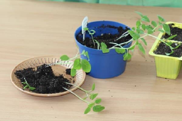 Физалис: выращивание из семян в домашних условиях - sadovnikam.ru