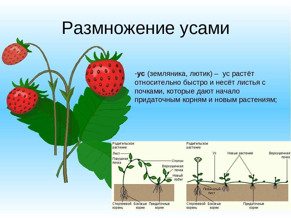 Клубника дивная: описание и характеристика сорта, посадка и уход, фото, отзывы