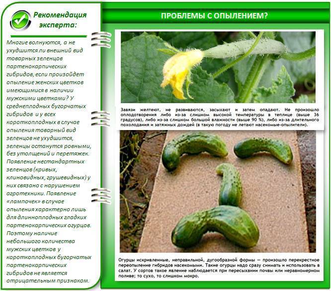 Почему огурцы могут расти крючком в теплице и открытом грунте, чего им не хватает