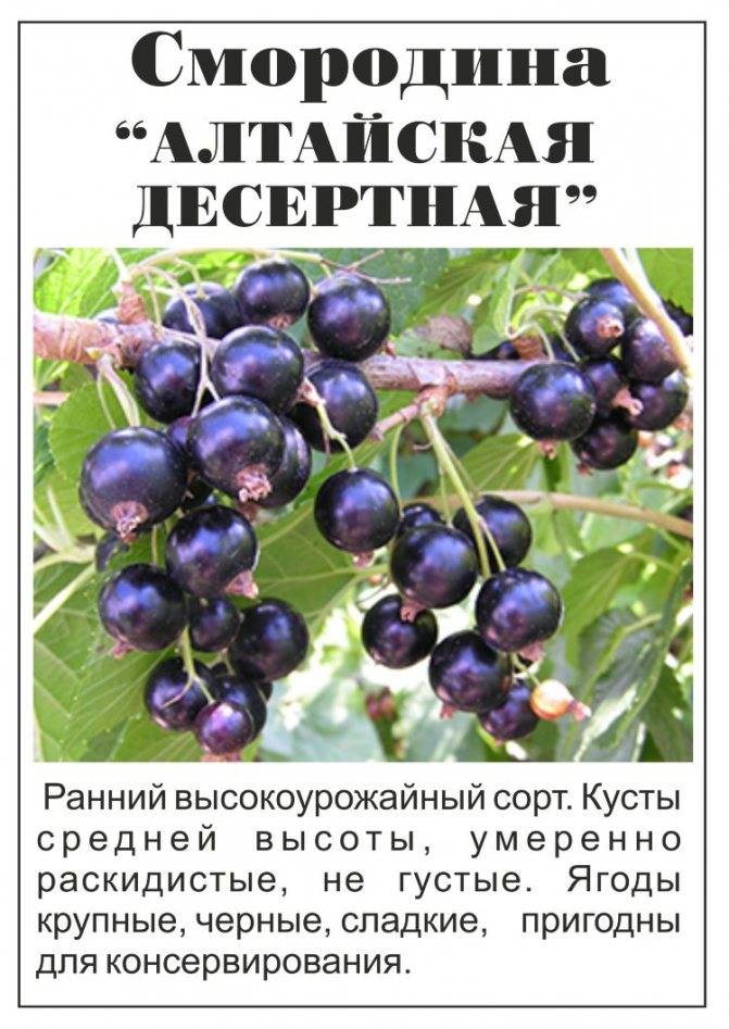 Черная смородина пигмей, от посадки до сбора урожая - nadachedom.ru
