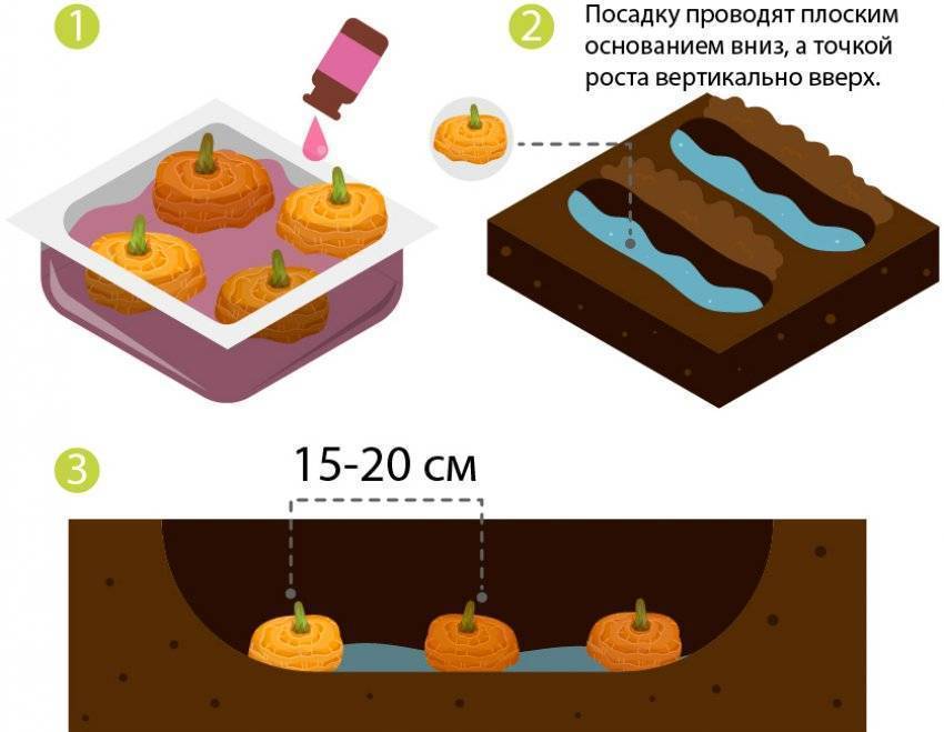 Схема высадки гладиолусов