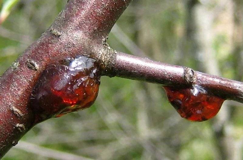 Камедетечение плодовых деревьев: лечение и меры профилактики