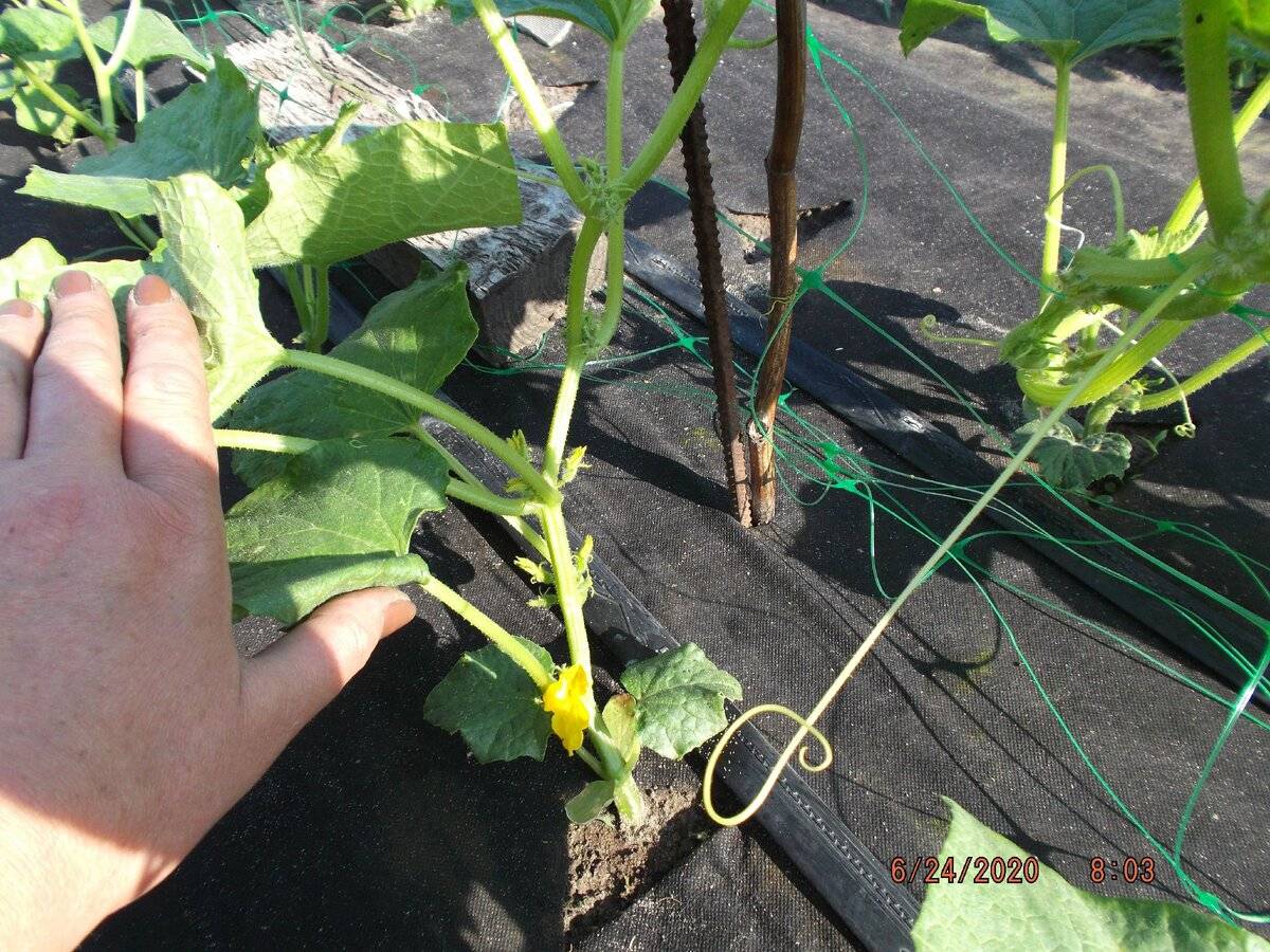 Как подвязывать огурцы, чтобы получить щедрый урожай: подходящие материалы и способы для теплиц и открытого грунта