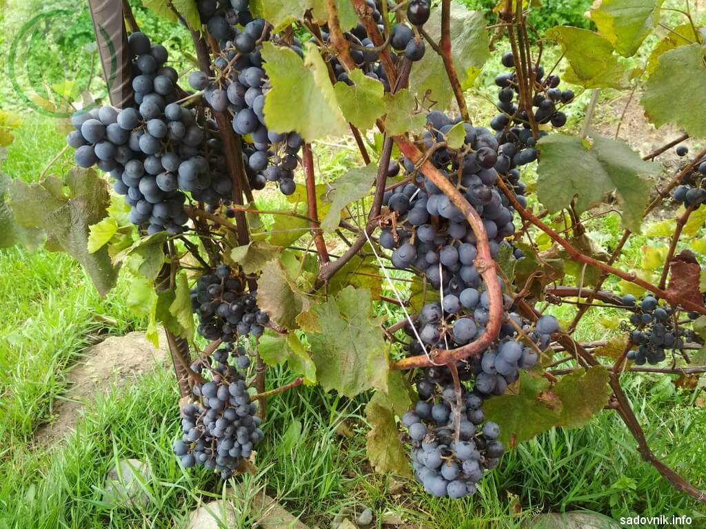 Сорт винограда агат донской, характеристики и описание
