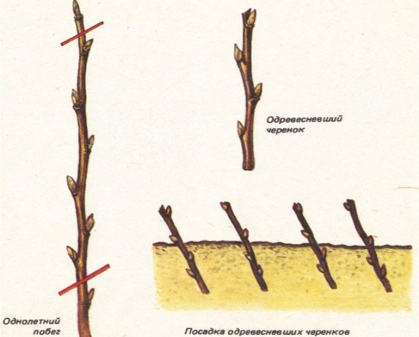 Как вырастить яблоню из ветки: правила укоренения и агротехника ухода