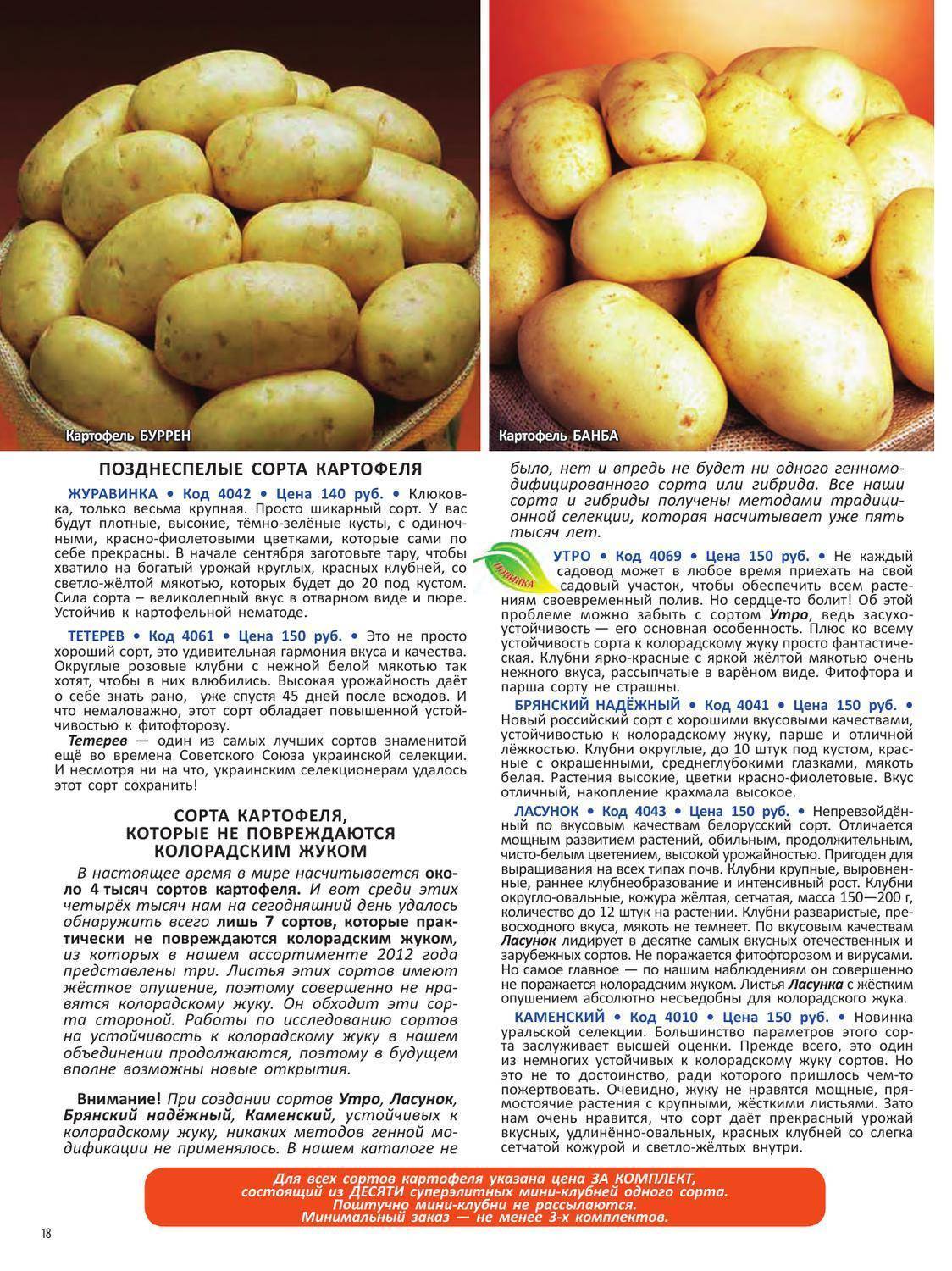 Сорт картофеля елизавета: фото, отзывы, описание, характеристики.