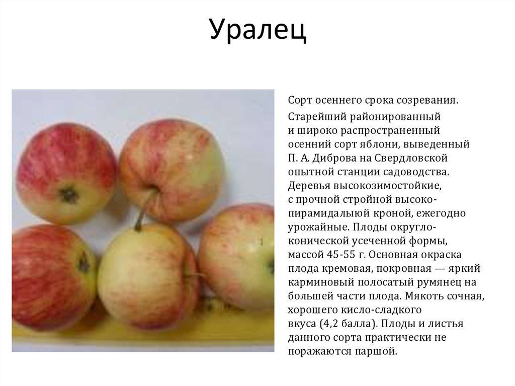 Особенности выращивания штамбовой яблони