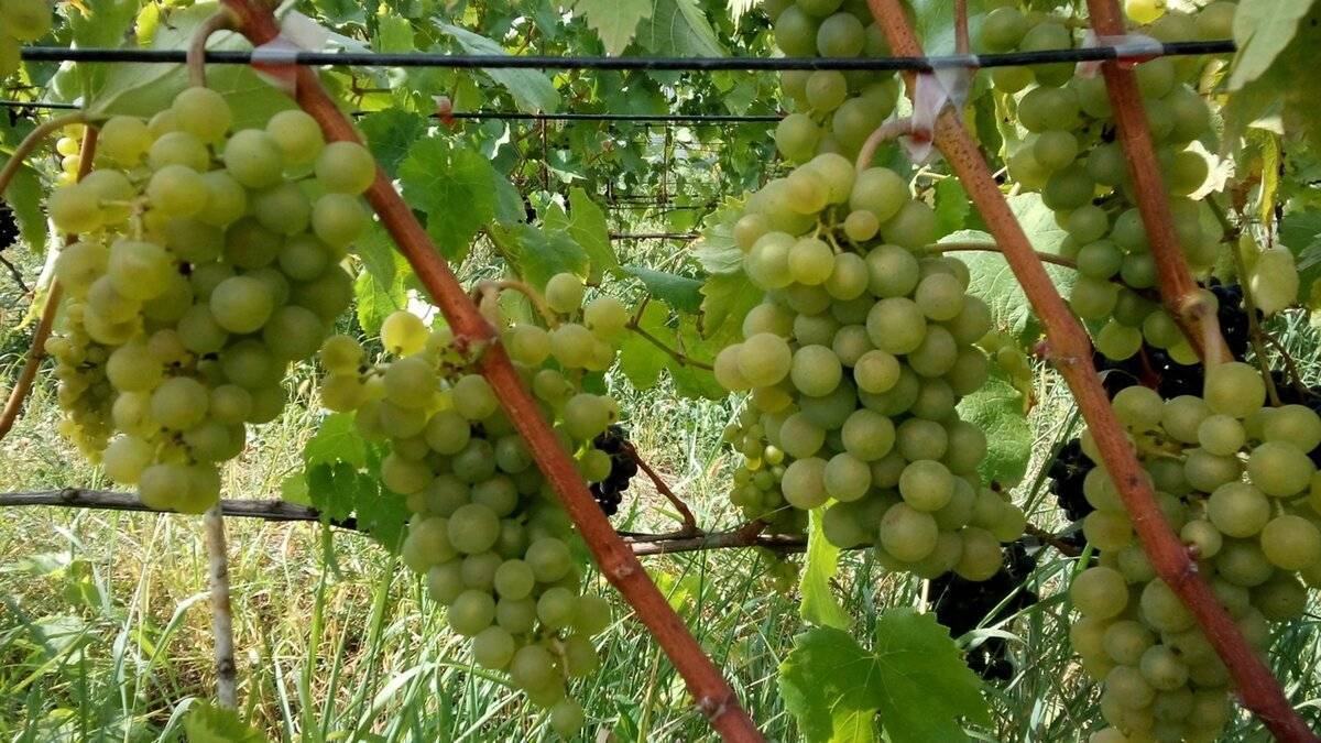 Виноград бианка (бьянка): описание сорта, фото, отзывы