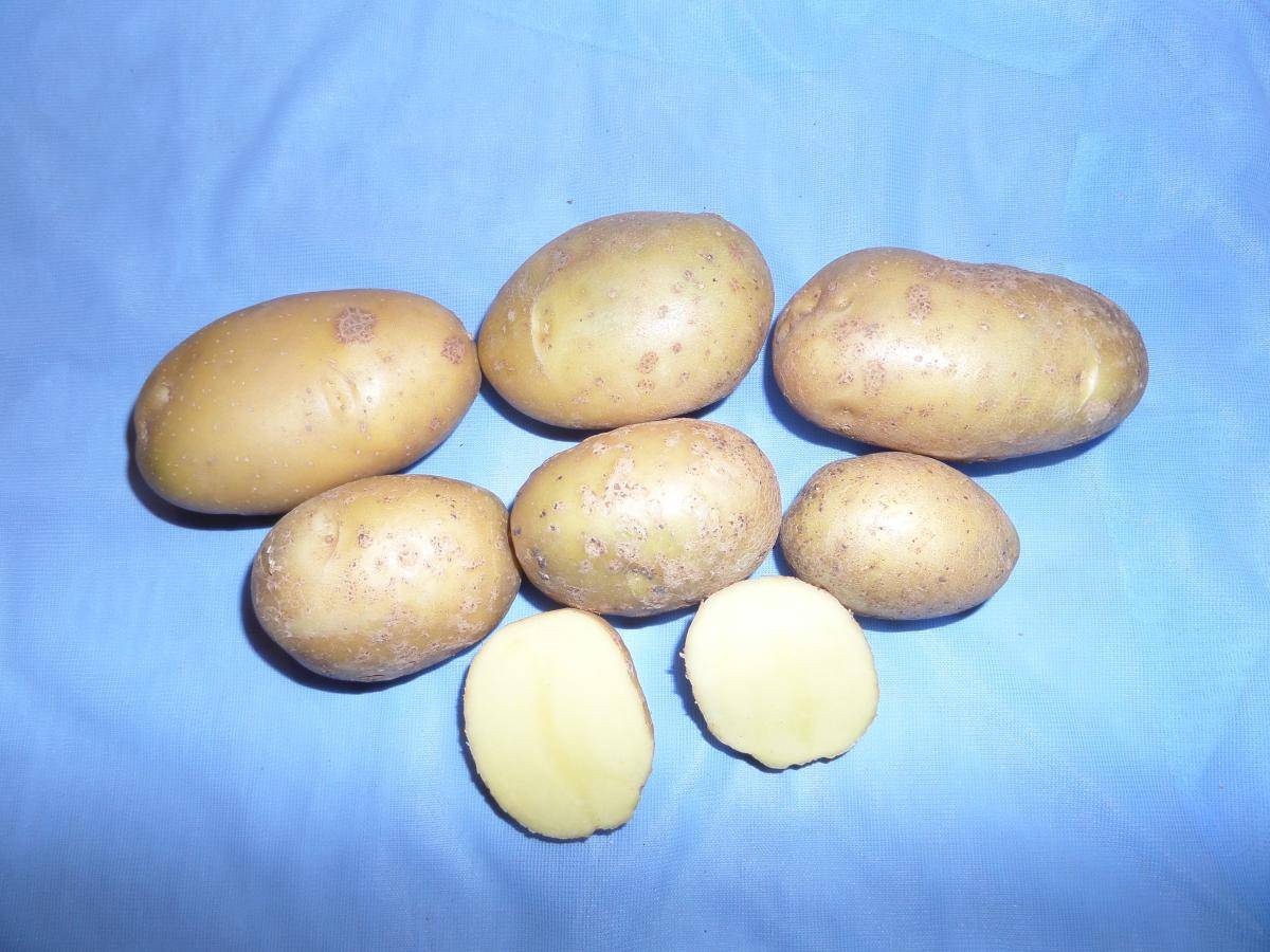Сорт картофеля уладар: описание с фото, подробная характеристика и отличительные особенности, преимущества и недостатки и правила выращивания культуры