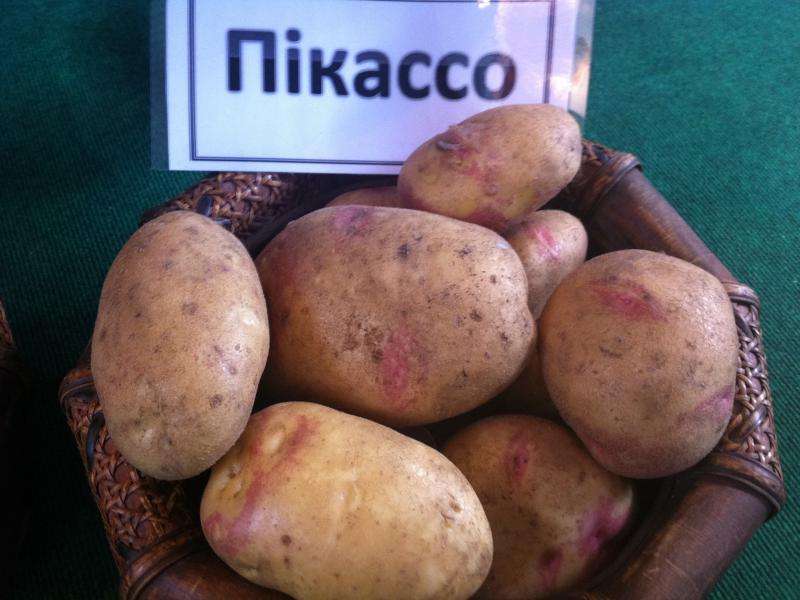 Картофель иван-да-марья: характеристика и описание сорта, способы выращивания