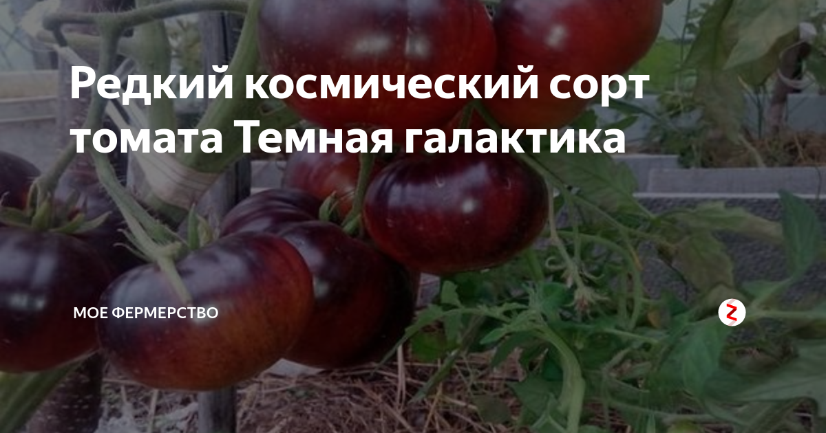 Черные томаты: достоинства и недостатки экзотических сортов