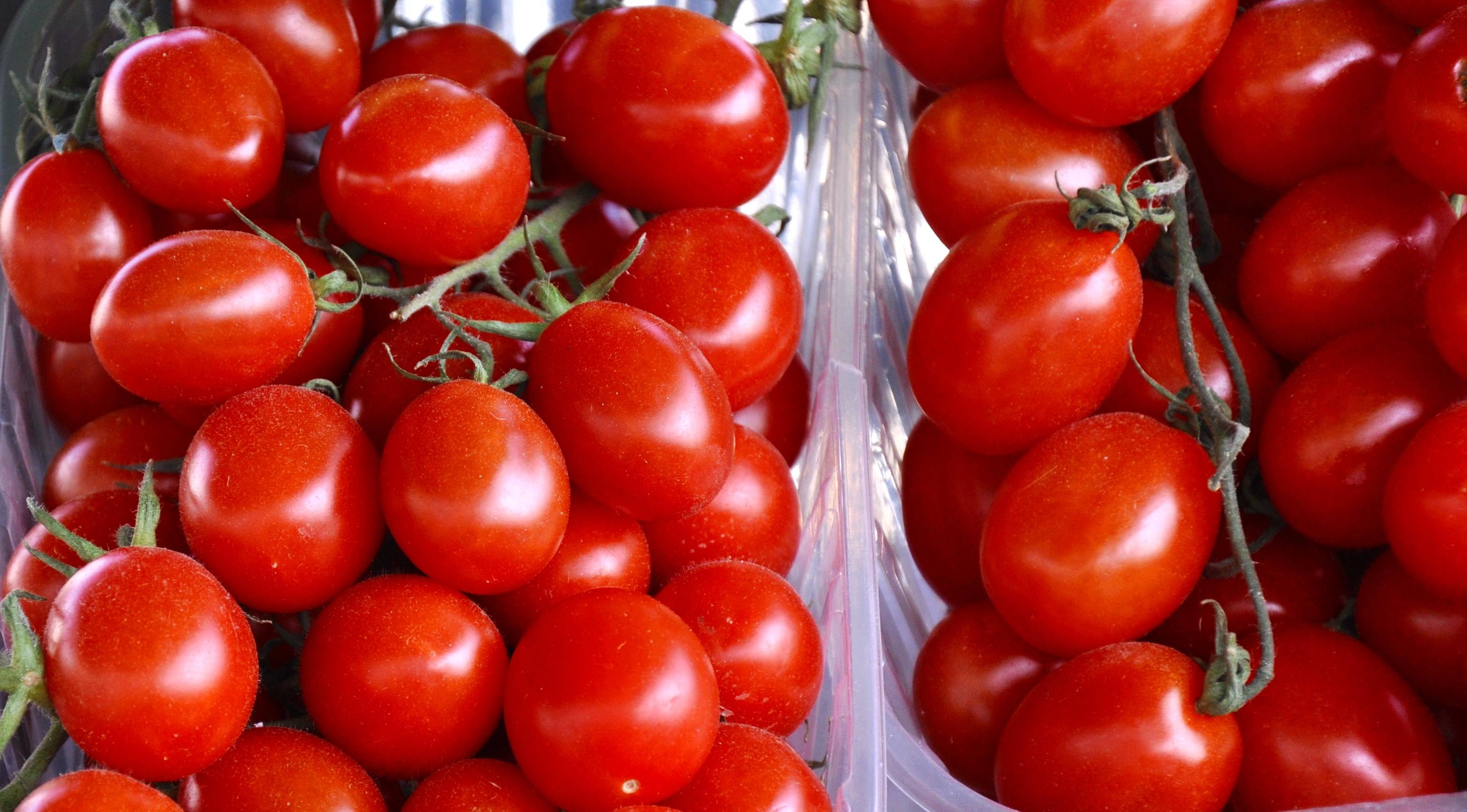 помидоры варшава описание сорта
