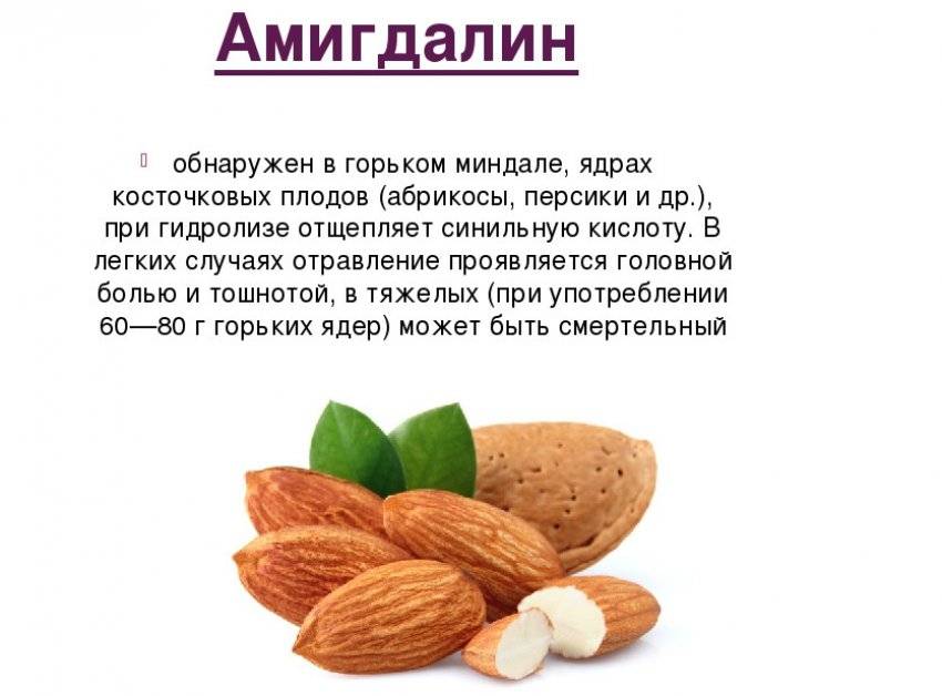 Польза и вред абрикосовых косточек, свойства и противопоказания для организма