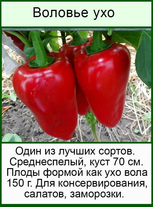 Фото, отзывы, описание, характеристика, урожайность сорта томата «воловье ухо»