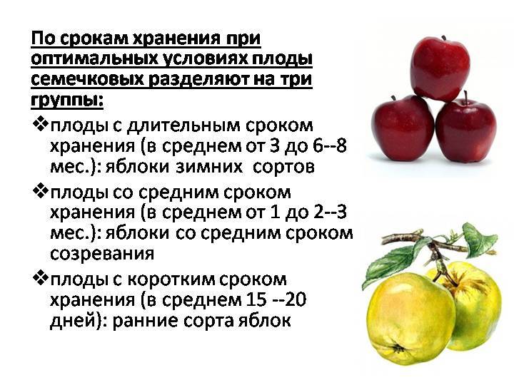 Почему яблоня сбрасывает плоды до их созревания