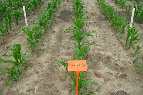 Подкормка кукурузы на разных этапах вегетации