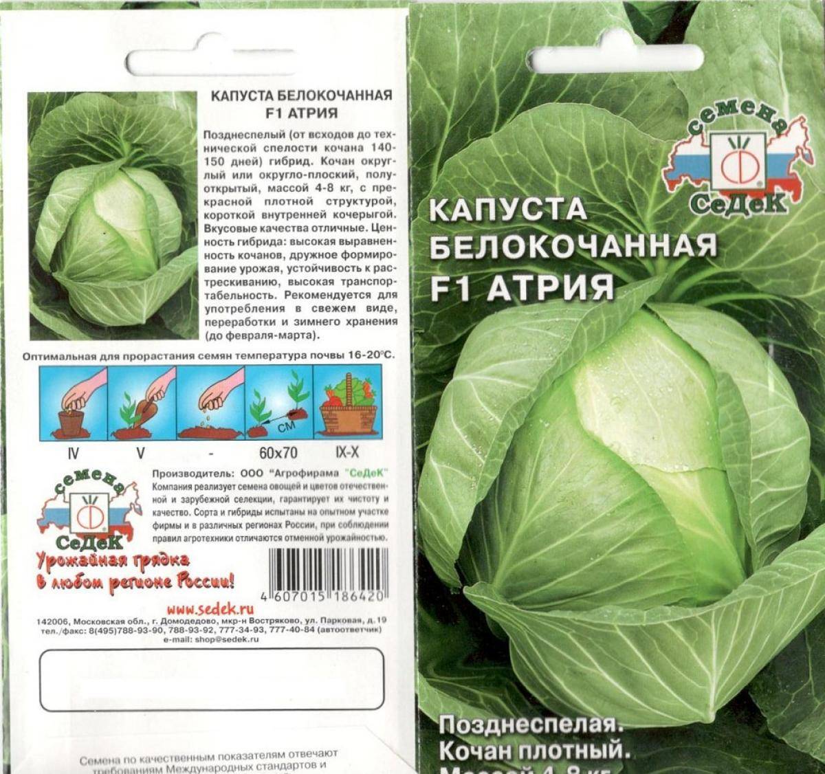 Фото Капусты Сорта Циклон Характеристики