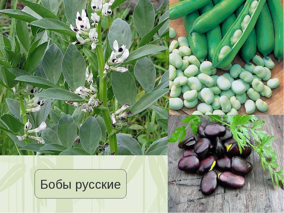 Бобы – выращивание, сорта
