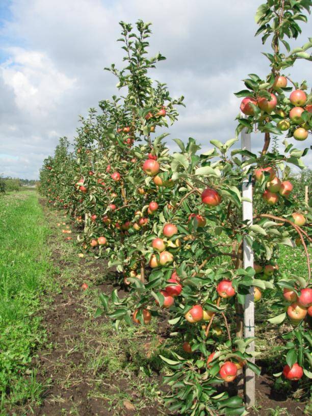 Яблони на карликовом подвое: посадка, уход, формирование. достоинства и недостатки карликовых яблонь