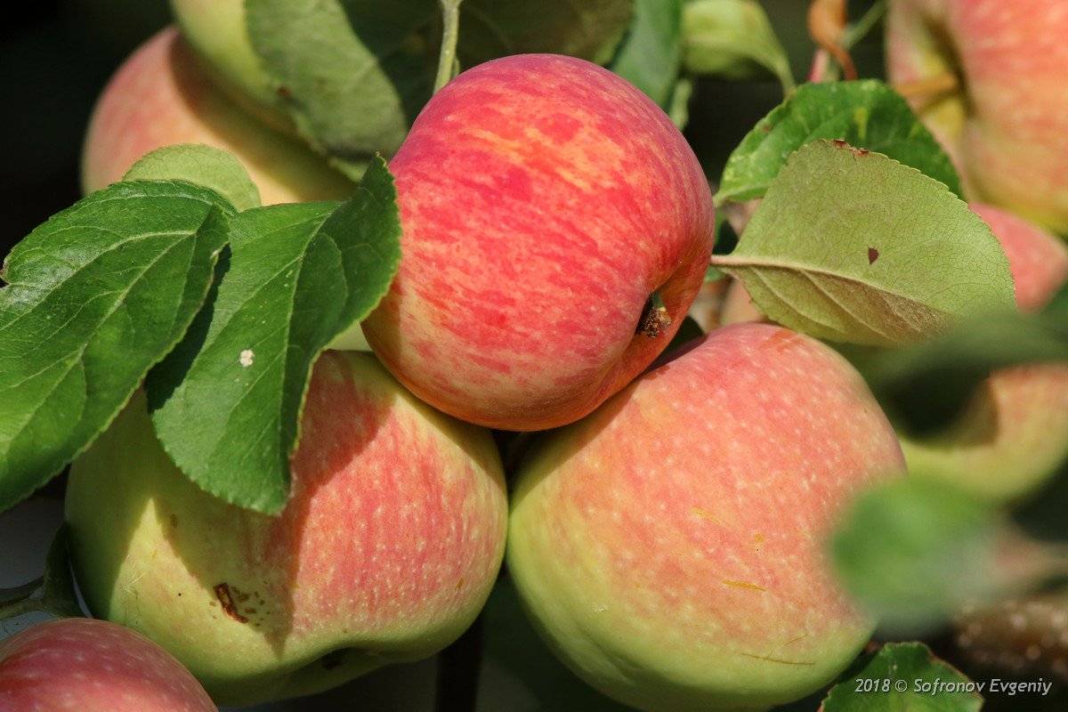 Яблоня яблочный спас: описание сорта и его фото, особенности и характеристики, тонкости выращивания