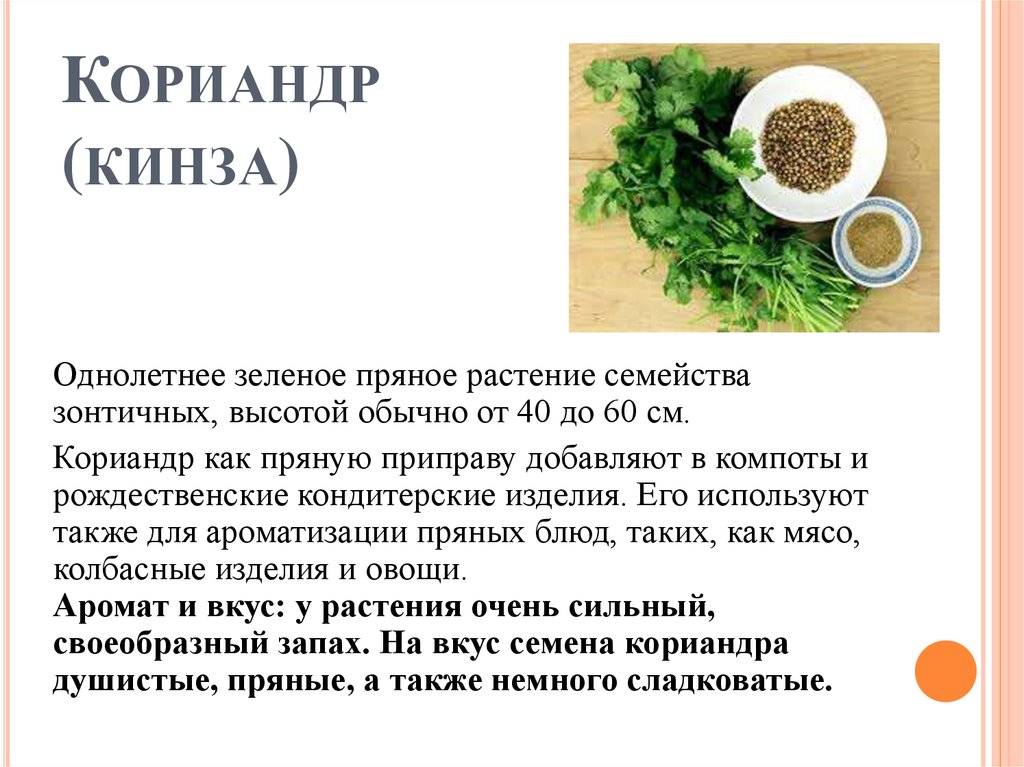Польза и вред кинзы, народные рецепты с кинзой, полезные свойства кинзы для мужчин и женщин