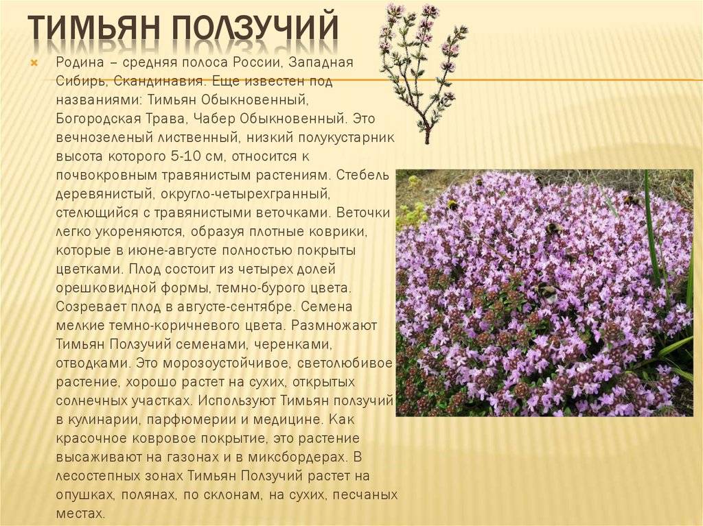 О кулинарных и лечебных свойствах тимьяна: чем он лучше других пряностей и кому противопоказан?