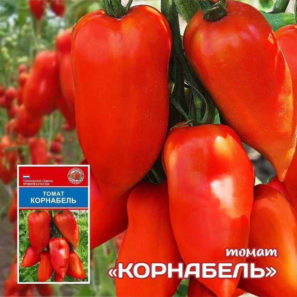 «будет целое море томатов»: агроном раскрыла секреты, о которых вы не знали | общество | аиф новосибирск